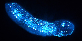 Siphonophore bioluminescing a very bright blue.