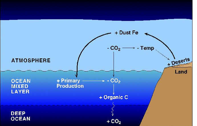 Iron Regulation of Ocean Ecosystems