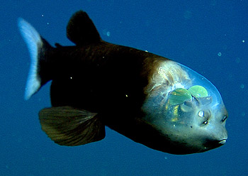 Image result for barrel fish deep sea