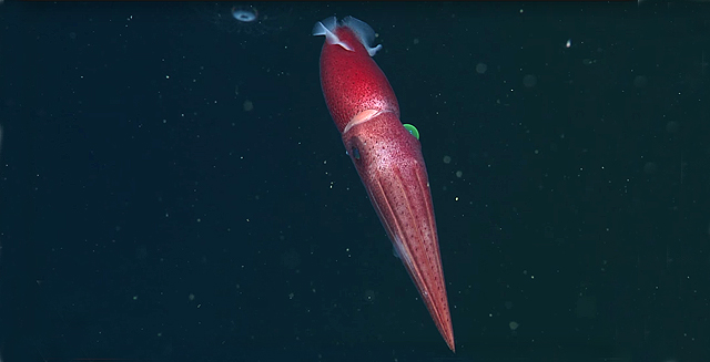 The Curious Eyes Of The Cockeyed Squid Mbari