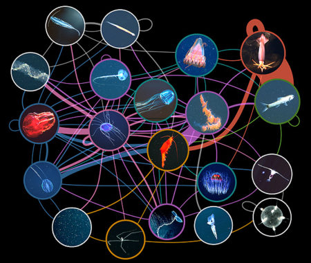 Unique field survey yields first big-picture view of deep-sea food webs