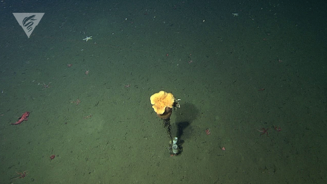 Seafloor Fault Expedition 2018 - Log 5 • MBARI