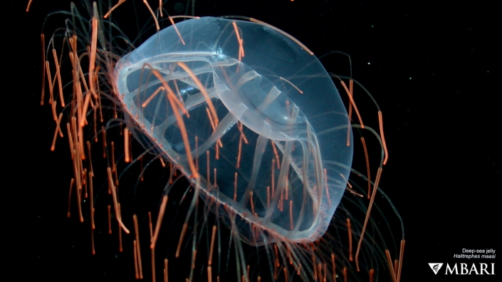 Halitrephes jelly - MBARI