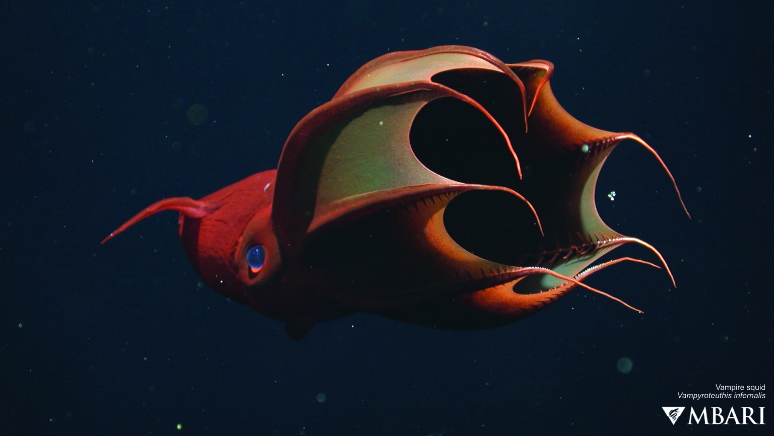 Vampire squid - MBARI