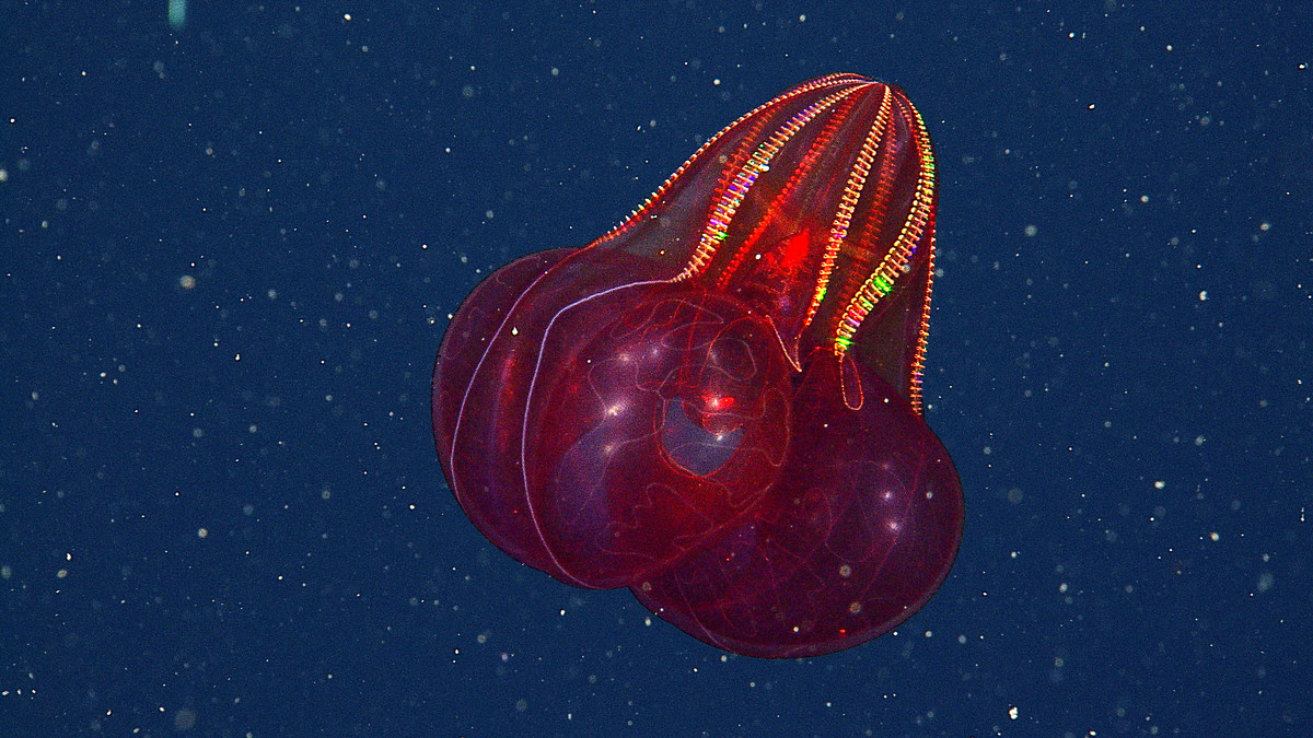 Bloody-belly Comb Jelly - MBARI