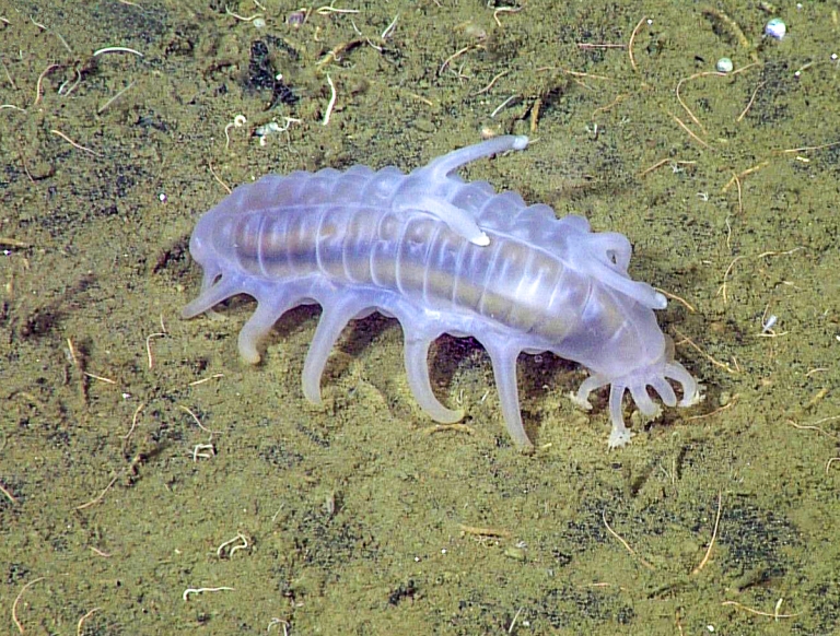 Sea pig - MBARI