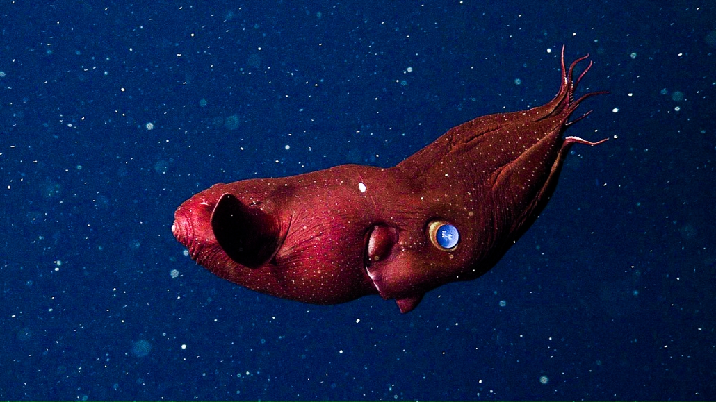 Vampire squid - MBARI