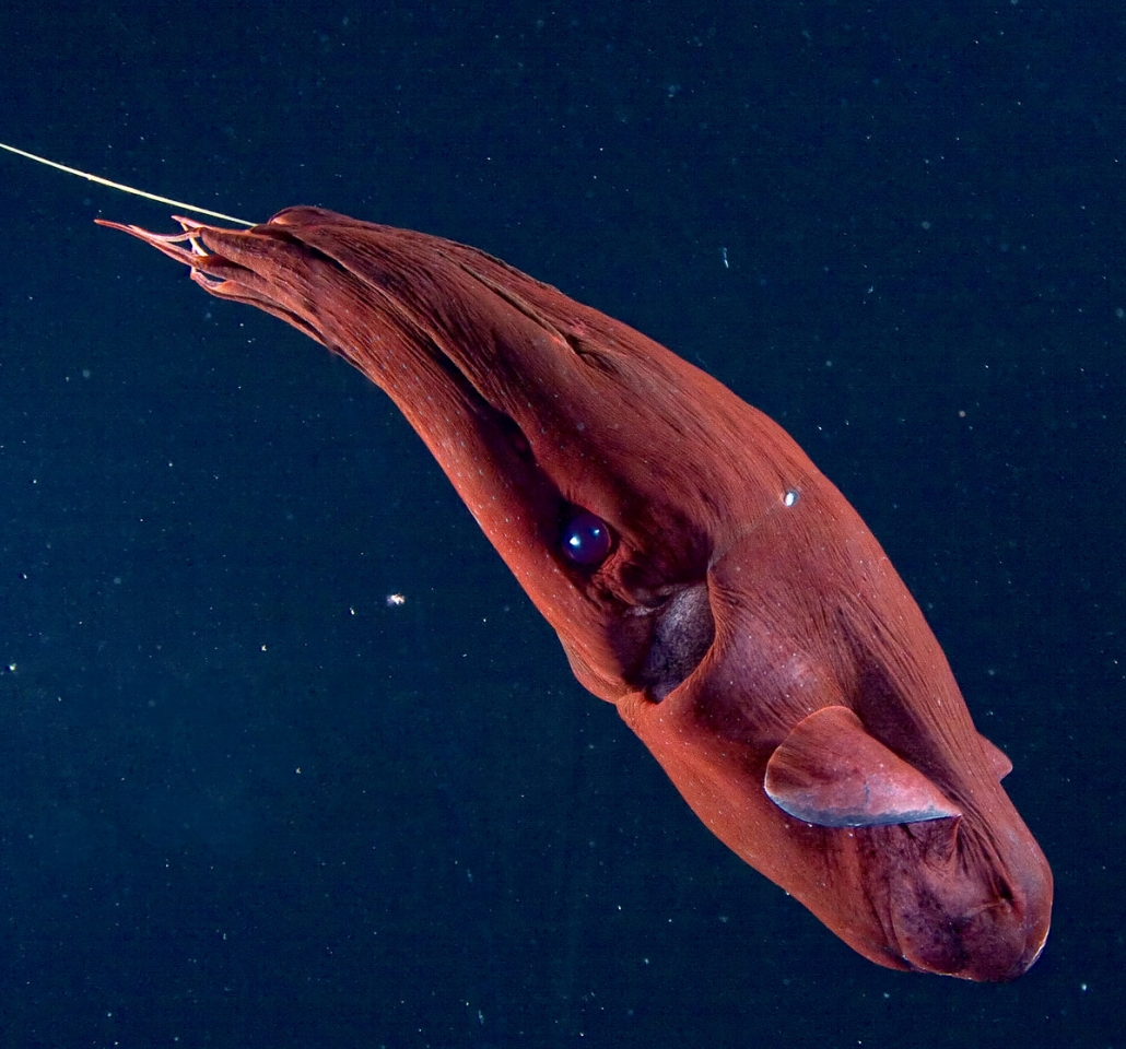 Vampire squid - MBARI