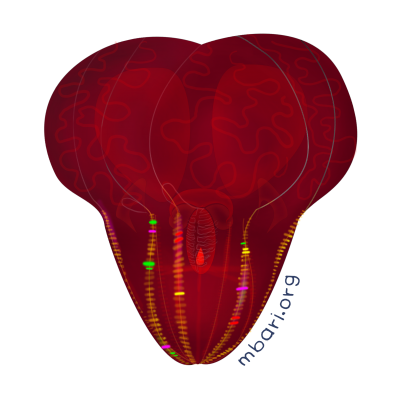 Bloody-belly Comb Jelly - MBARI