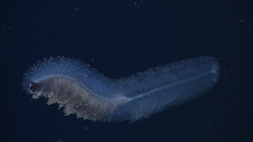 Angler siphonophore - MBARI