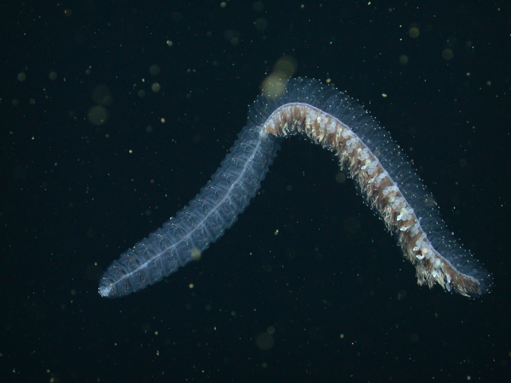 Angler siphonophore - MBARI