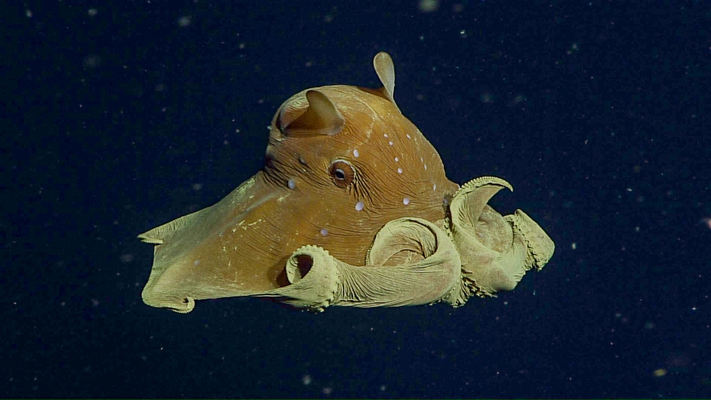 Flapjack octopus - MBARI