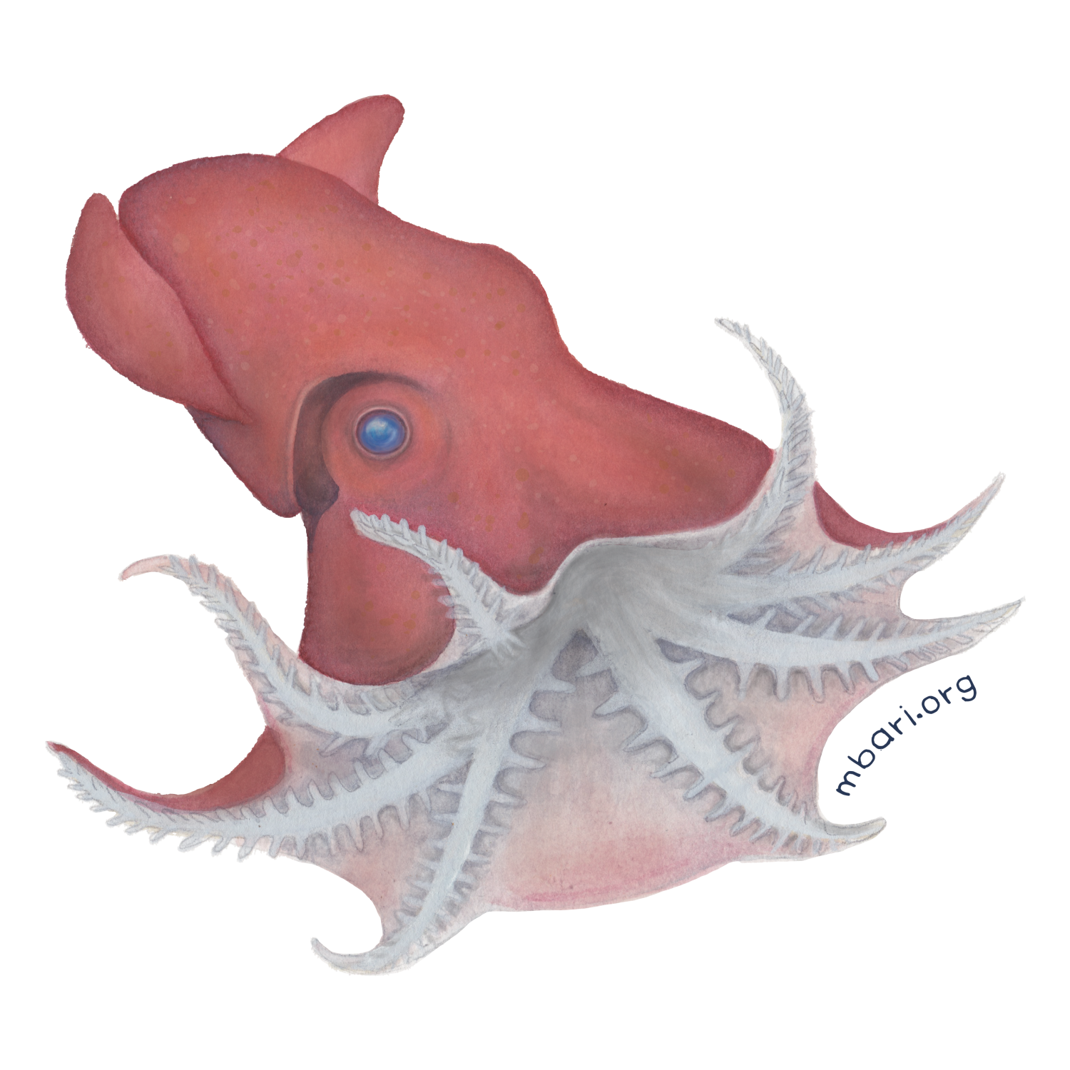 vampire-squid-mbari