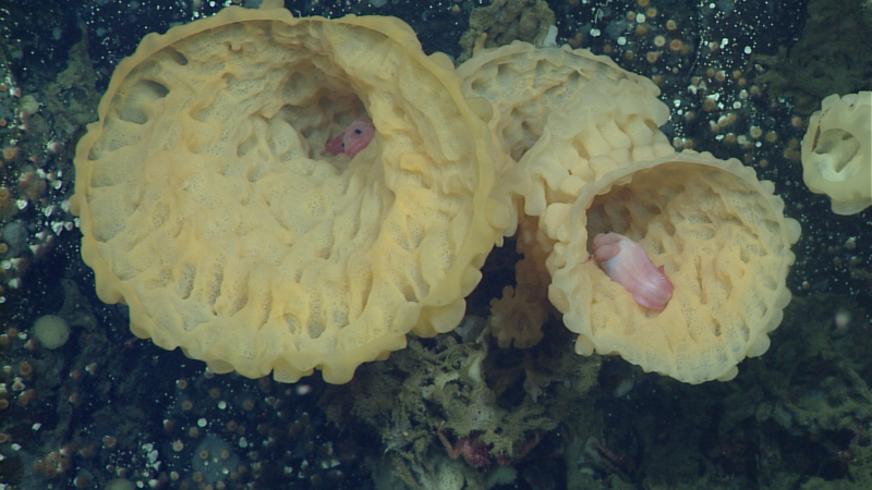 The Secrets of Deep Sea Sponges