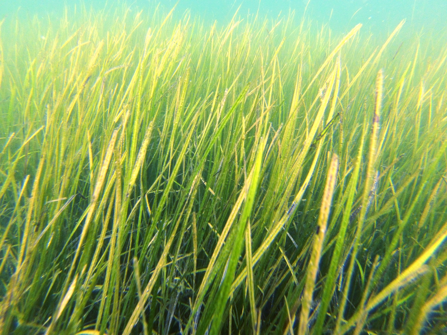 Seagrasses turn back the clock on ocean acidification • MBARI