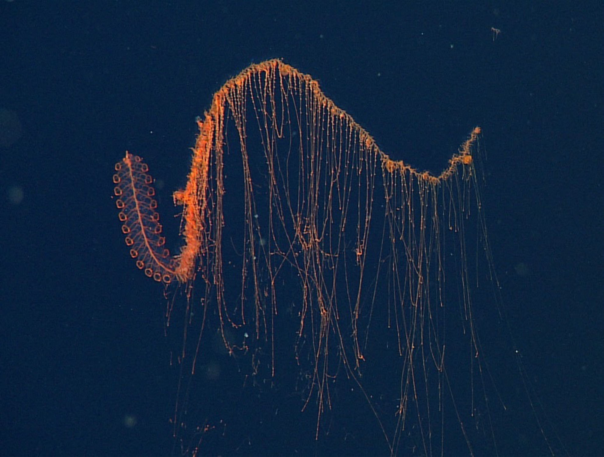 Red siphonophore - MBARI