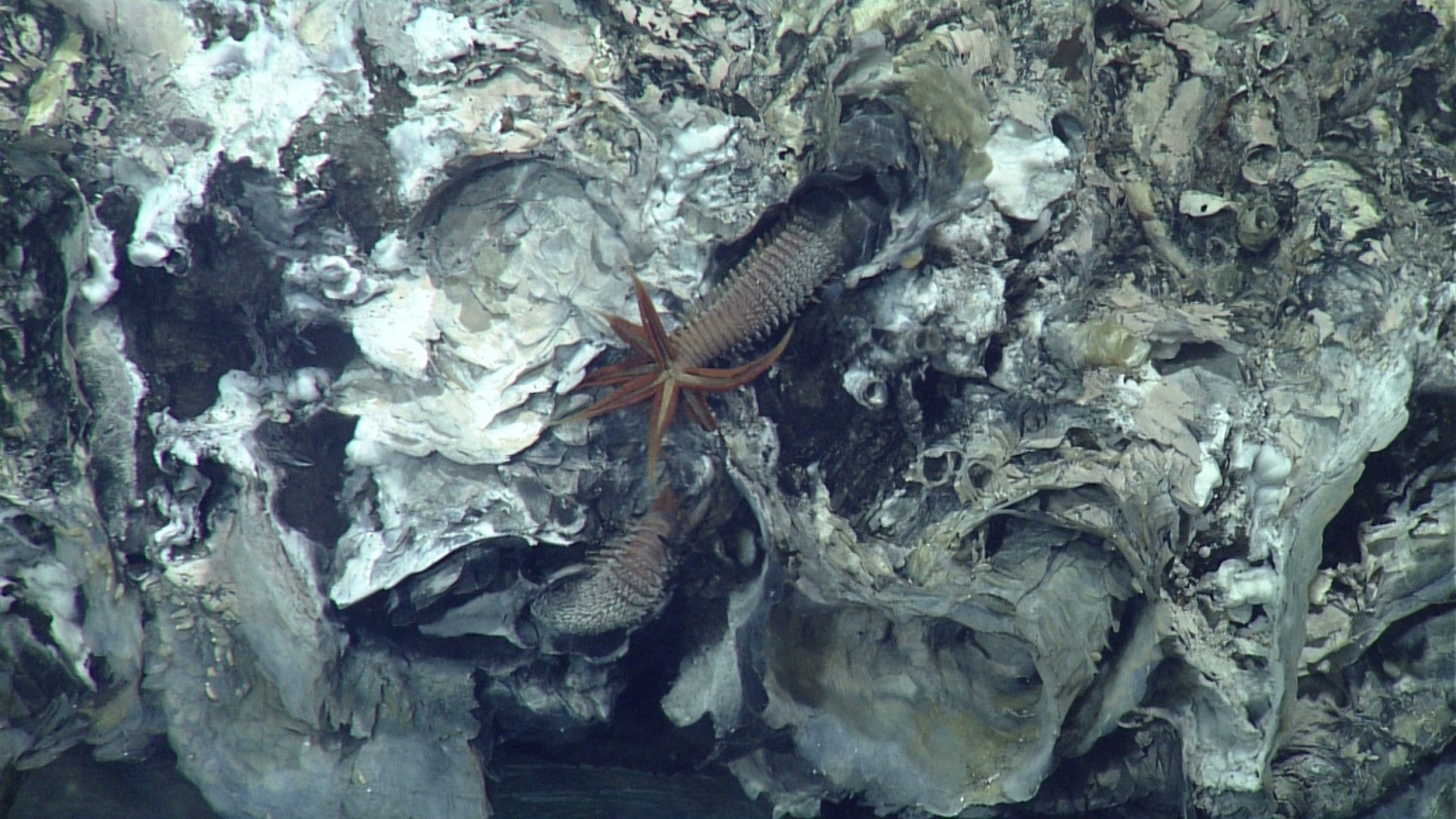 Pompeii worm | MBARI