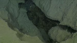 Collapsed seafloor reveals a layer of permafrost ice. The layer of black ice cuts through the frame diagonally from the top left to bottom right. Above and below are thick layers of grayish-brown sediment with a mound of crumbled sediment accumulating just beneath the ice layer. In the foreground are four brown brittle stars.