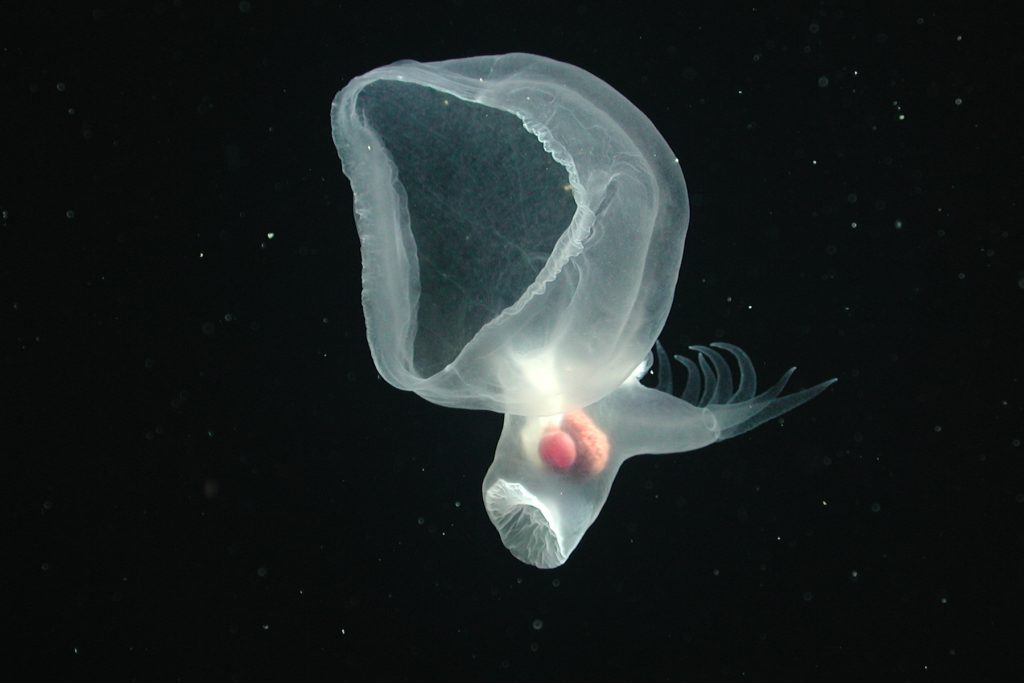 A transparent gelatinous sea slug drifts in open water. The sea slug has a cavernous hood facing the left side of the frame, pink organs inside its body, a muscular foot pointed to the bottom of the frame, and a paddle-shaped tail with several finger-like projections pointed away from the camera. The background is black water.