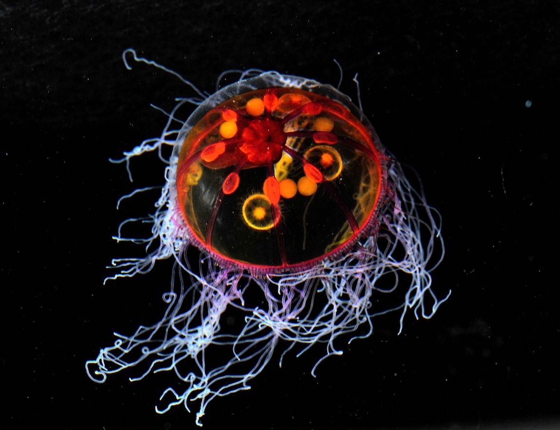 Psychedelic jelly • MBARI