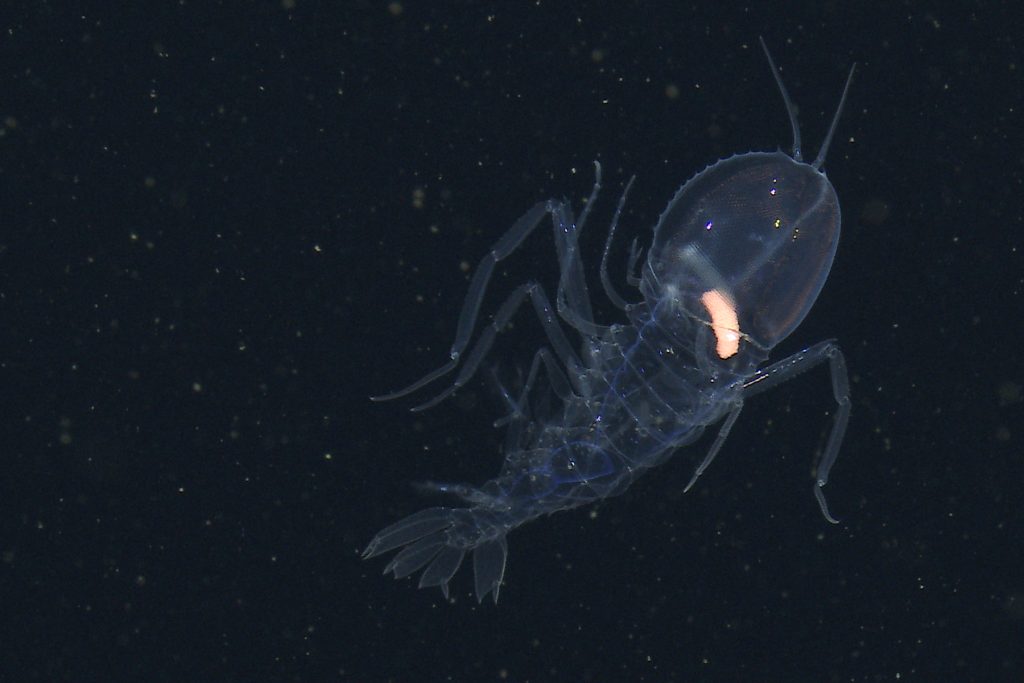 A transparent shrimp-like amphipod crustacean swims in the water column, facing the top of the frame. It has a large, rounded, dome-shaped head, pale-yellow gut, and a segmented body, with jointed legs spread out on either side of its body. The background is dark-blue, almost black, water with small white flecks of drifting organic material.