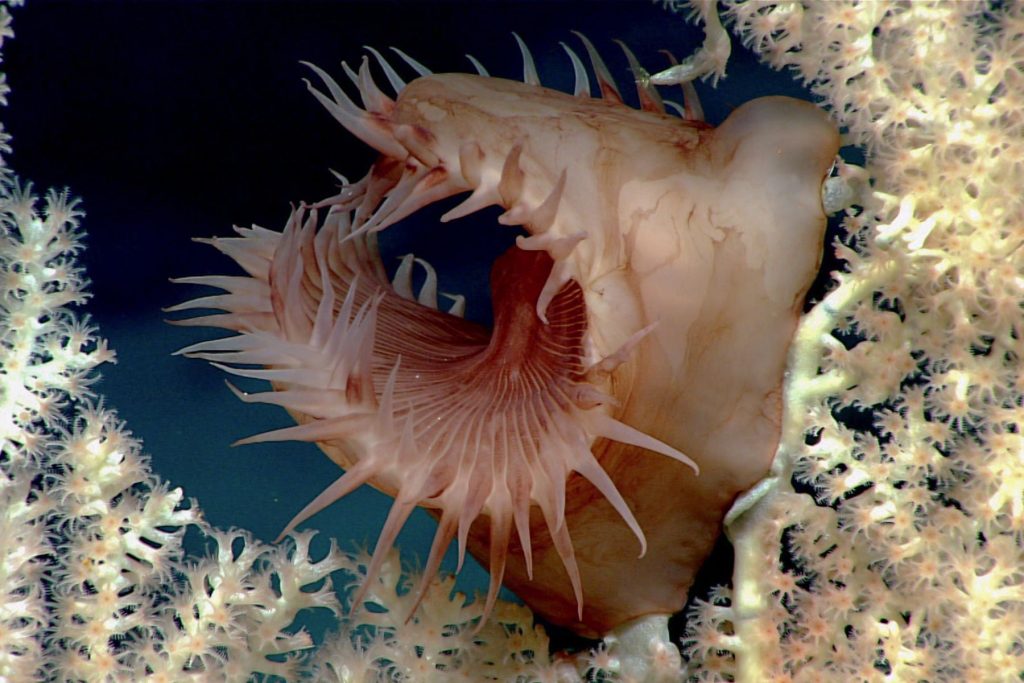 Venus Fly Trap Anemone