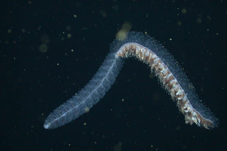 Animals of the Deep • MBARI