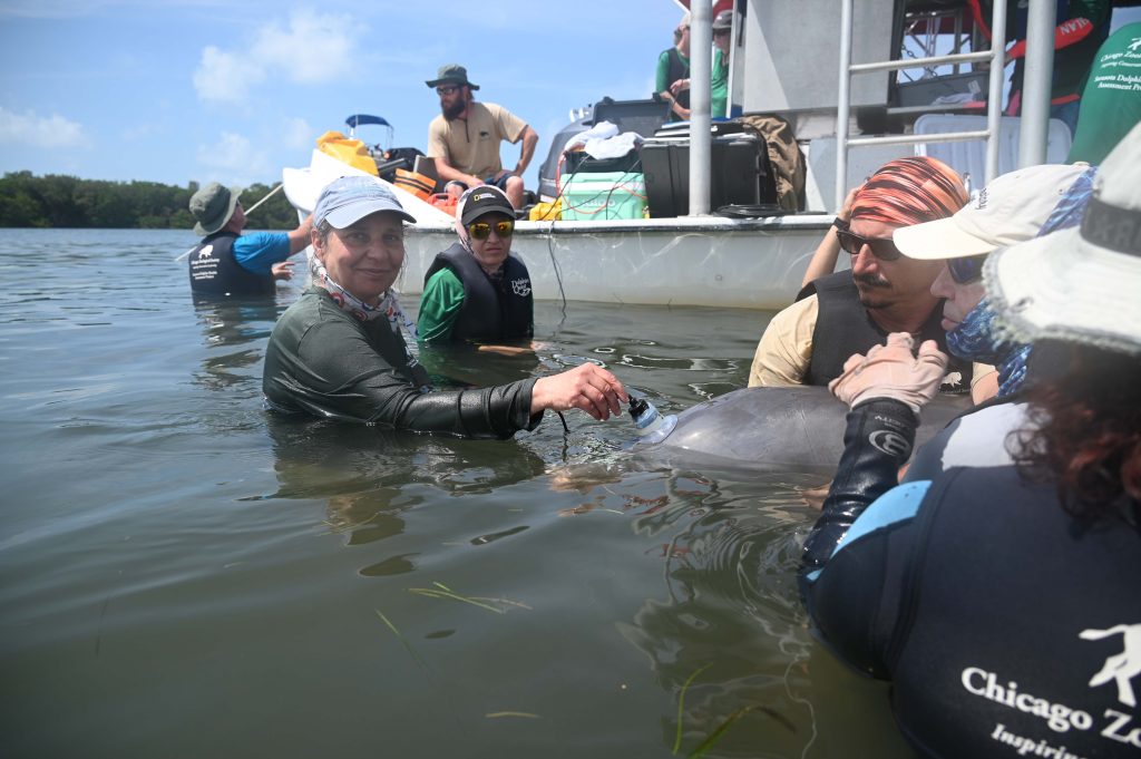 Photo of Laela Sayigh with dolphin in the water - Photo taken by Brookfield Zoo Chicago's Sarasota Dolphin Research Program under NMFS Permit No. 20455