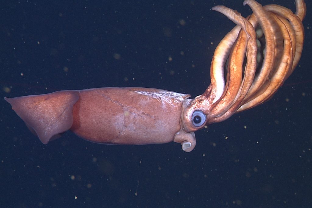 A pale-red squid with large eyes and eight thick, orange arms drifts in the water column. The squid’s cone-shaped mantle has white scars above the eyes and is pointing to the left side of the frame. The squid’s arms are held above its body and are cradling a gelatinous brown sheet that contains several round, yellowish-white eggs. The background is dark blue water with numerous small yellowish-brown flecks of drifting organic debris.