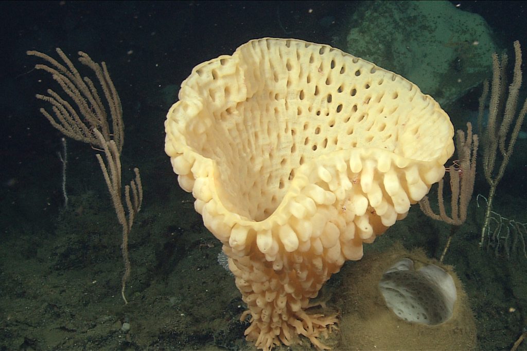 A community of deep-sea sponges and corals grows in the currents on a seamount. In the center is a yellow vase-shaped sponge covered in bulbous finger-like projections. To the right is a round sponge that is white on the inside and covered in fine brown sediment. In the background are several brown branched bamboo corals, a white fan-shaped sponge, and greenish-black rock covered in fine brown sediment.