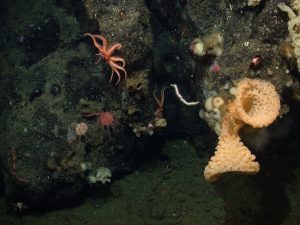 A community of deep-sea invertebrates grows on the greenish-black rock face of a seamount. On the bottom left are two round corals, one white and one pink. In the center is an orange sea star. On the right are two yellow vase-like sponges. At the bottom is greenish-brown mud.