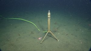 MBARI’s deep-sea hydrophone sits on the muddy deep seafloor. Three metal legs, each with a round base, support a central rod with a small node at the top. The hydrophone is covered in a brown film of encrusting marine life. The hydrophone is in the middle of the image surrounded by greenish-brown seafloor. The foreground of the image is illuminated by the lights of a robotic submersible, while the top of the image is dark greenish-blue from the expanse of the deep seafloor. A bright yellow cord is plugged into the hydrophone and trails across the left side of the image to the cabled observatory out of frame. A small red fish sits at the base of the hydrophone’s left leg. Several pink, stick-like sea pens are anchored in the seafloor.