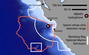 A map illustrates the range that MBARI’s hydrophone, or underwater microphone, can detect sperm whale echolocation clicks in the greater Monterey Bay region. The left side of the map is dark blue, covers approximately half of the frame, and represents the deep sea. A narrow, light-blue band cuts across the image diagonally, representing shallow waters along the continental shelf. The right side of the image is solid gray, representing land. The land cuts across the image in a mostly straight angled line with a half-circle cut out of it denoting Monterey Bay. San Francisco is marked at the top of the map with a black dot and text label, and Santa Cruz and Monterey are marked near the middle of the image on either side of Monterey Bay with a black dot and text label. The Monterey Bay National Marine Sanctuary boundary is drawn in the middle of the map with a white line. A white rectangle at the bottom of the map, just to the left of the middle, encloses Davidson Seamount, a disconnected region of the sanctuary. The sperm whale click detection range is drawn in orange as a jagged outline that overlaps and expands past the white sanctuary boundaries. An orange circle with a black ring around it in the middle of the map marks the MBARI hydrophone, which sits just outside of the mouth of Monterey Bay. The right half of the image has a key, including two black lines with black text labels reading 100 km and 50 mi, respectively, as a scale bar that shows 100 kilometers and 50 miles on the map. The key also has an orange circle with a black outline and a black text label reading MBARI hydrophone, a vertical orange line with a black text label reading Sperm whale click detection range, and a vertical white line with a black text label reading Monterey Bay National Marine Sanctuary.