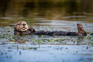 A sea otter with a golden-brown face, black nose, brown body, and dark-brown flippers rests in a bed of green eelgrass. The background is greenish-brown water.