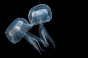 A pair of transparent deep-sea jellies with a large, round bell and thin, ribbon-like mouth-arms. The background is black water.