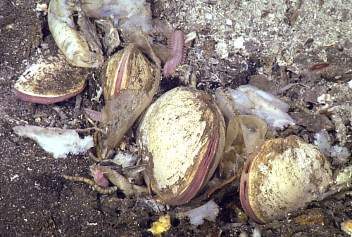 hydrothermal vent clams
