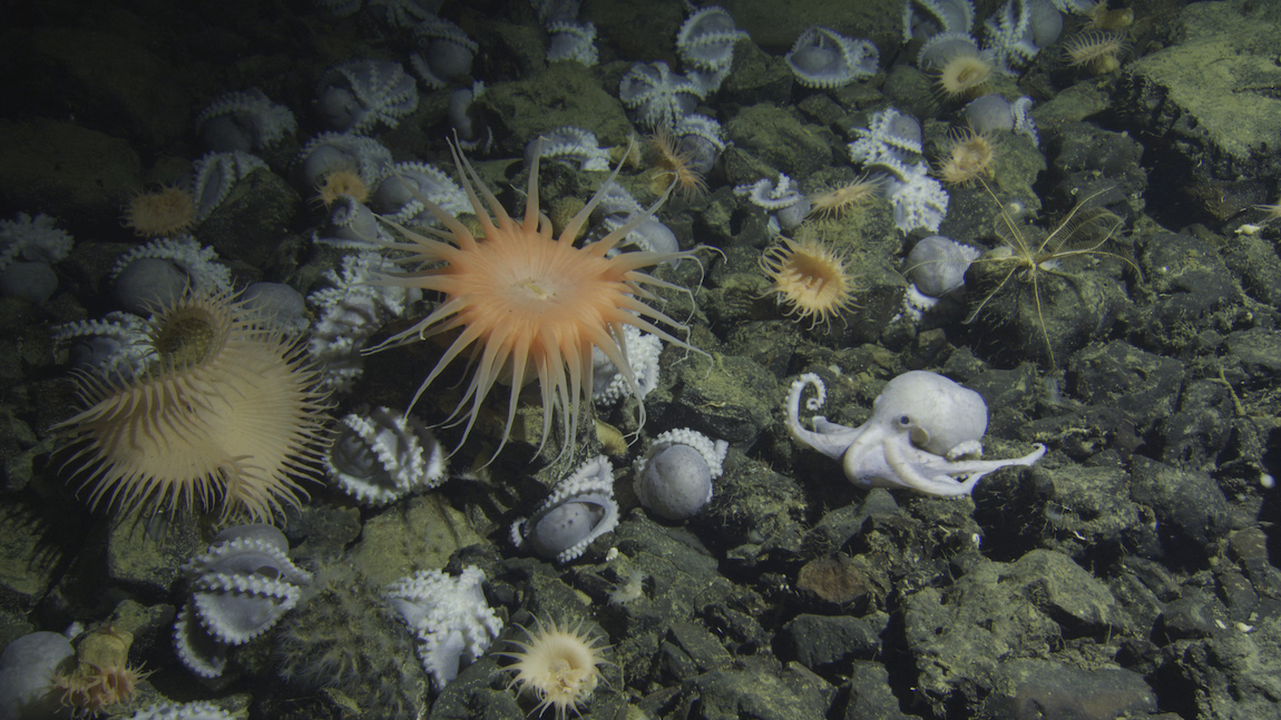 MBARI technology featured in an episode of BBC Studios Natural History ...