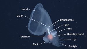 A transparent gelatinous sea slug drifts in open water. The sea slug has a cavernous hood facing the left side of the frame and a paddle-shaped tail with several finger-like projections pointed to the bottom right of the frame. White text calls out anatomical features, including (clockwise from top left) hood, mouth, stomach, foot, dactyls, tail, digestive gland, gills, brain, and rhinophores. The background is dark-blue water.