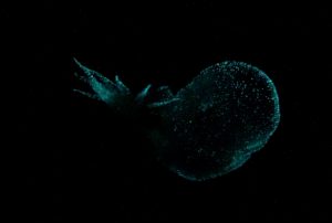 A gelatinous sea slug glowing with blue bioluminescence. The large inflated round hood on the right is glowing with dots of blue light. The finger-like projections on the flat tail on the left are glowing with several dense dots of blue light. The sea slug’s body in the center remains dark. The background is black water.