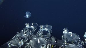 A transparent gelatinous sea slug drifts in the water column above scientific equipment carried by a robotic submersible. The sea slug has a large hood, muscular foot, and flat tail with finger-like projections. At the bottom of the frame are six clear acrylic cylinders for collecting deep-sea animals. The cylinders have circular lids, which are open on three of the cylinders. The cylinders are attached to a black metal frame. The background is dark-blue water.