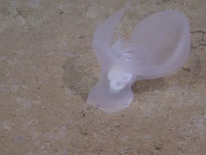 A transparent gelatinous sea slug attached to the brown, muddy seafloor. A muscular foot is gripping the seafloor, with the paddle-like tail and finger-like projections on the left and the cavernous oral hood on the right, both pointed to the top of the frame.