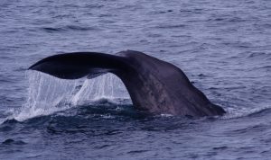 A sperm whale dives below the ocean’s surface. The side profile of the whale’s muscular tail shows water cascading off of the whale’s fluke. The background is a grayish-blue ocean surface with ripples.