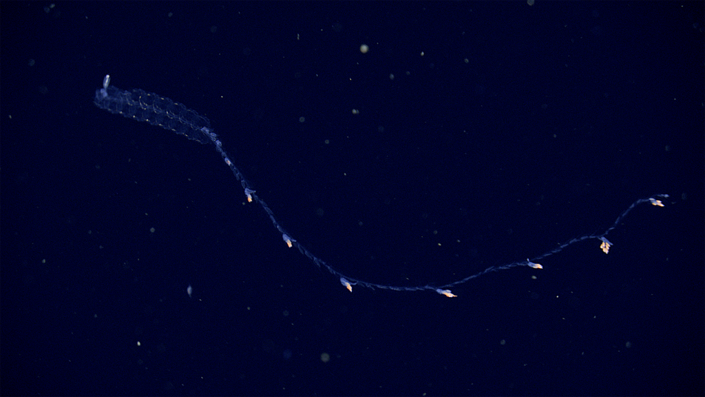 Common siphonophore • MBARI