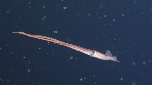 A red deep-sea squid with a thin body, large pink fins, and long trailing tentacles swims through the water column. The background is dark blue with several yellowish-brown flurries of organic material.