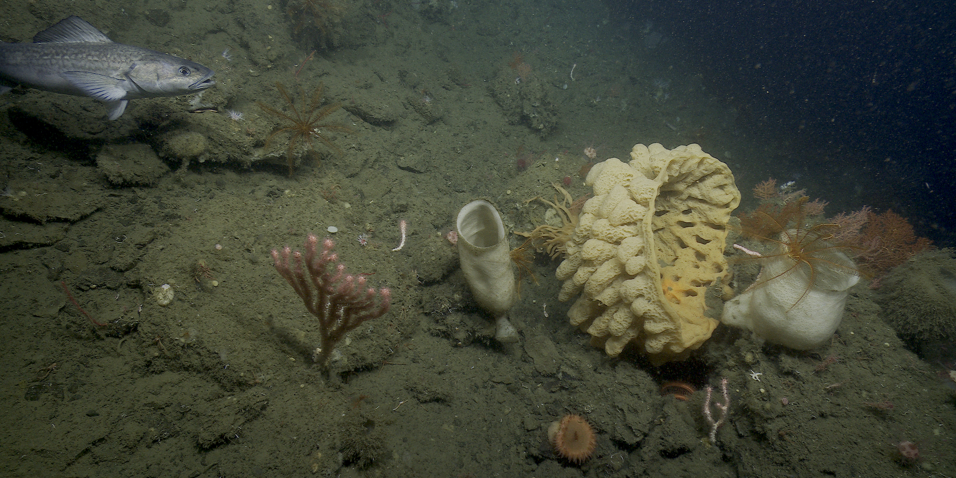 Illuminating the Depths: Exploring the World of Deep Sea