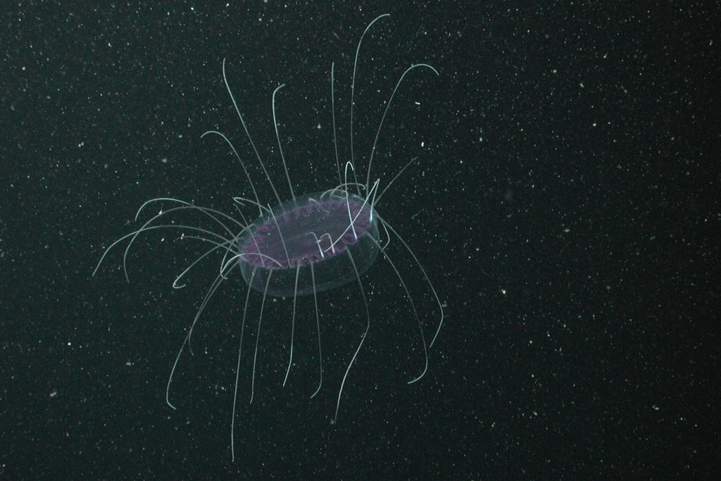 A transparent jelly drifts in open water. The jelly has a purple, flat, plate-like bell with a wide margin. Half of the jelly’s stiff tentacles are being held above the bell, and half hang below the bell. The background is black water with numerous tiny white flecks of drifting organic material.