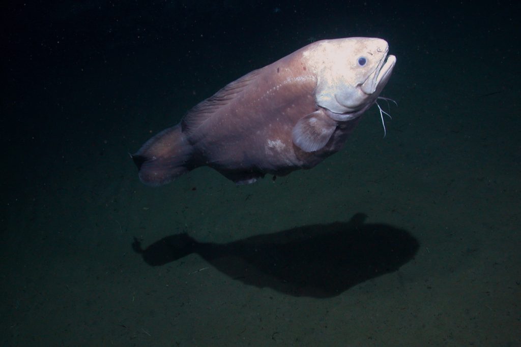 A cusk-eel with a white head, black eyes, thin white “whiskers,” and brown tapering body swims above the brown muddy seafloor. The fish is swimming to the right, toward the top of the frame, casting a large black shadow on the mud below.