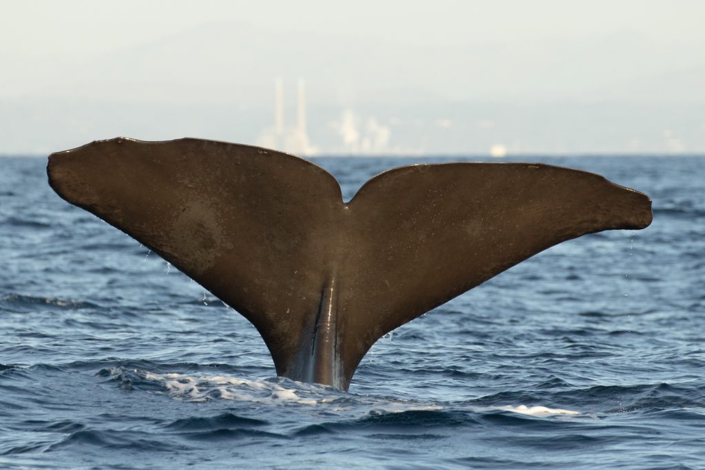 A sperm whale dives below the surface of Monterey Bay. The whale’s wide, gray fluke, or tail, is showing above the water’s surface. The background is grayish-blue water with prominent ripples. The coastline, including the two smokestacks of the former Moss Landing power plant, is in the distance.