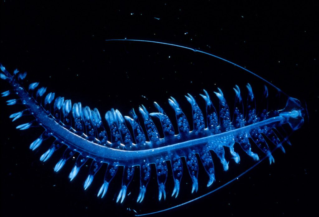 A translucent blue worm swims in a lab tank with a solid black background. The worm has a tapered body with numerous paddle-like appendages on either side. Several spherical eggs are visible within the base of each leg. Two long antennae extending from the worm’s head are held back against the body. The worm is swimming toward the right with its tail obscured beyond the left of the image.