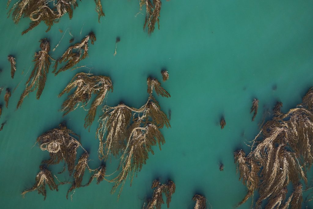 Aerial view of a kelp forest. Several large kelp plants fan out on the surface of the ocean. The kelp plants are golden-brown with patches of white. The kelp plants are in two clusters, one just to the left of the center of the image and the other on the right side of the image. The background is turquoise-green ocean.